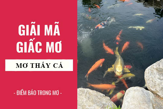 Giải mã các trường hợp nằm mơ thấy cá mà bạn có thể gặp